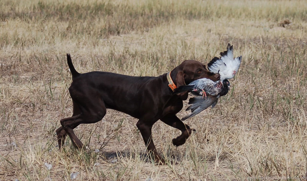 German Shorthaired Pointer Life Expectancy 9 Backgrounds ...