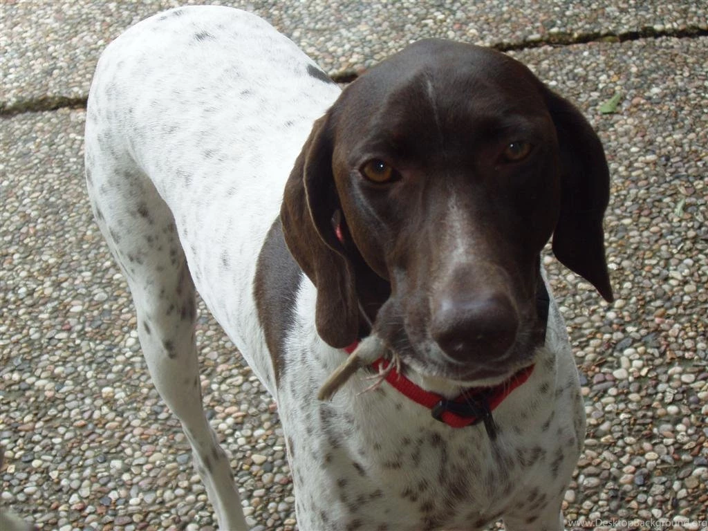 Dog breeds G German Shorthaired Pointer Page 8