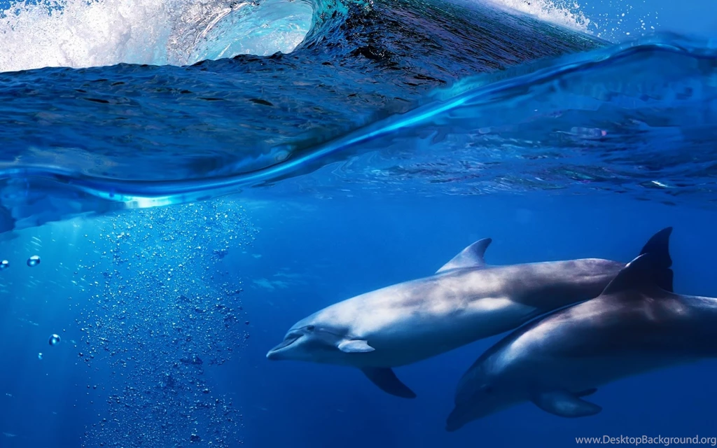 Dolphin Wit The Wave Desktop Backgrounds HD 2560x1600