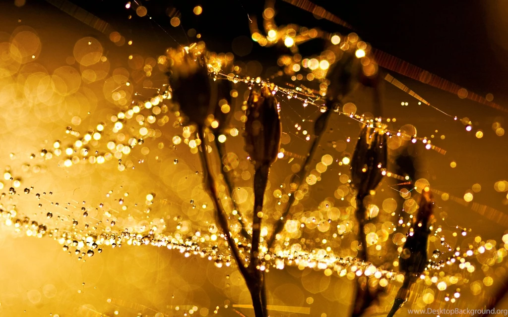 Wet Spider Web Retina MacBook Pro Wallpapers