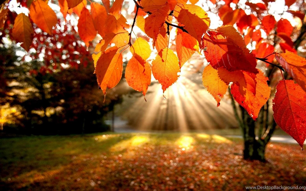 Autumn Leaves Falling Wallpapers