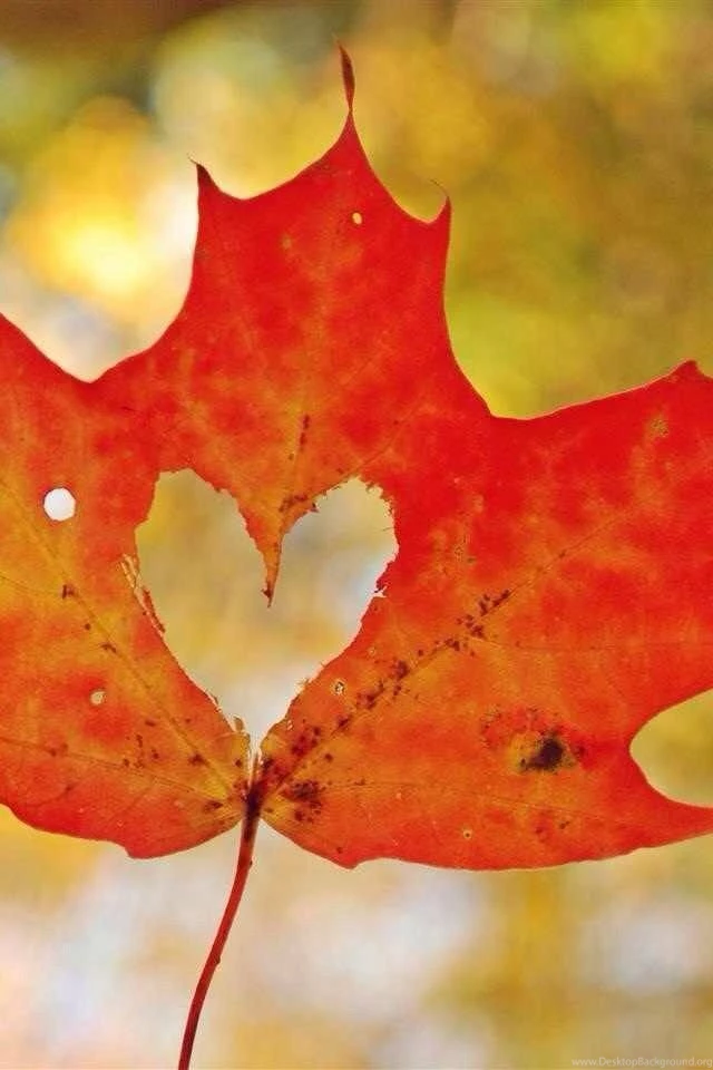 iPhone Wallpapers On Pinterest