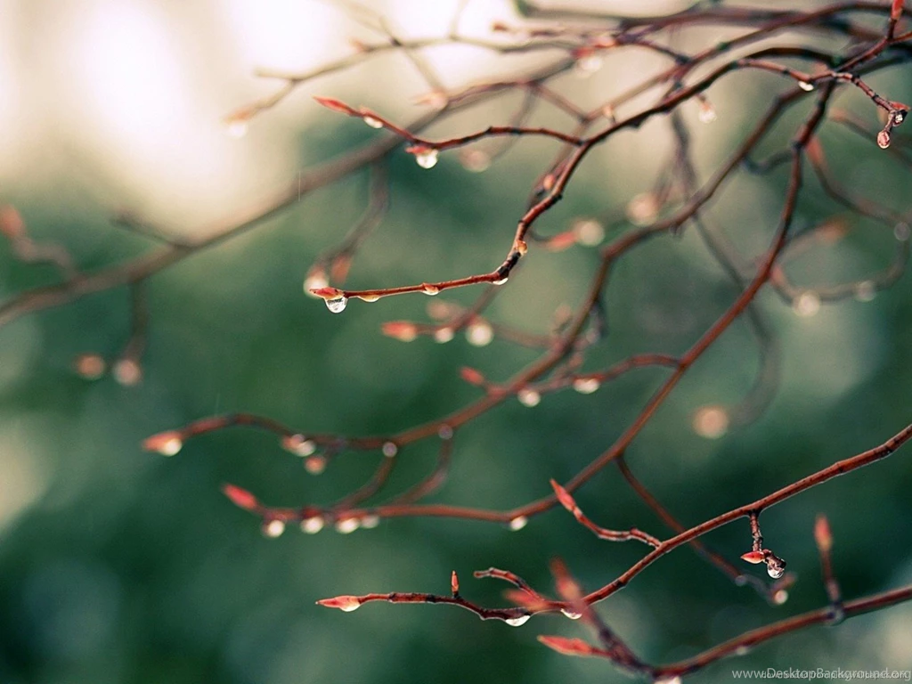 Download 1280x960 Water Drops On Tree Branch Wallpapers