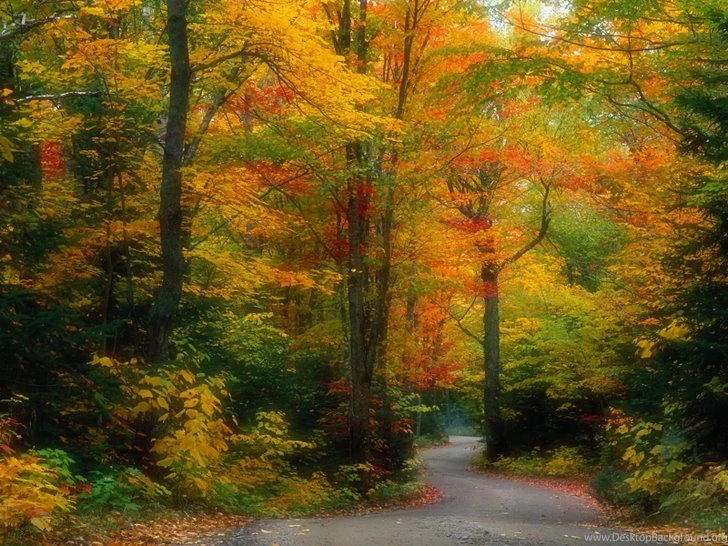 Nature Trees Forest Hdr Photography 1440x900 Wallpapers High ...