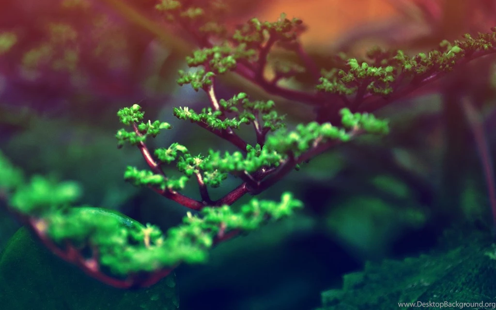 Macro Bonsai Tree Branch Widescreen Wallpapers