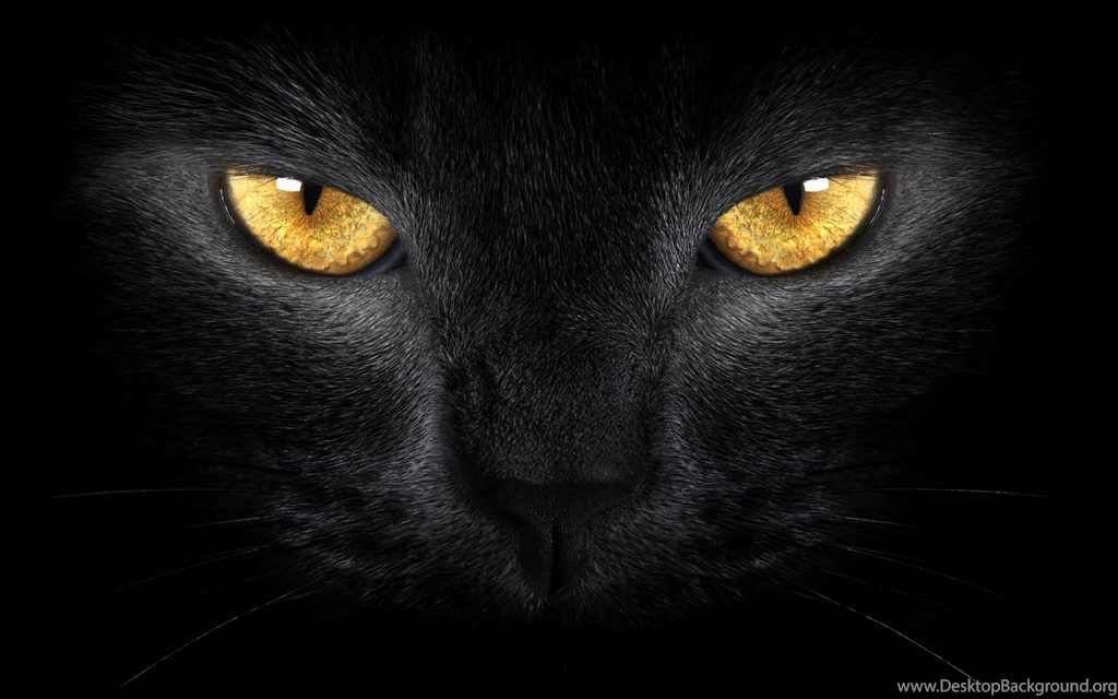 Wallpapers Tablettes Google Nexus 10 Et Kindle Fire HDX 8,9 ...