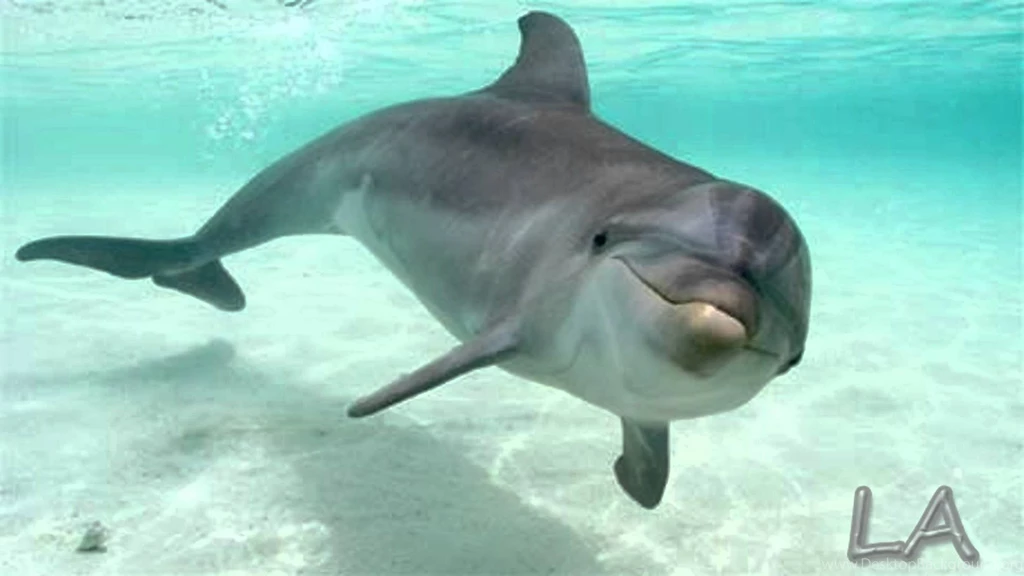 Top HD Bottlenose Dolphin Wallpapers