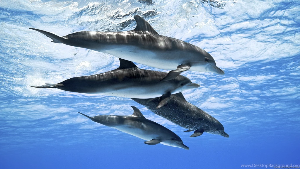 Bottlenose Dolphin HD Wallpapers Download Free Dolphin ...