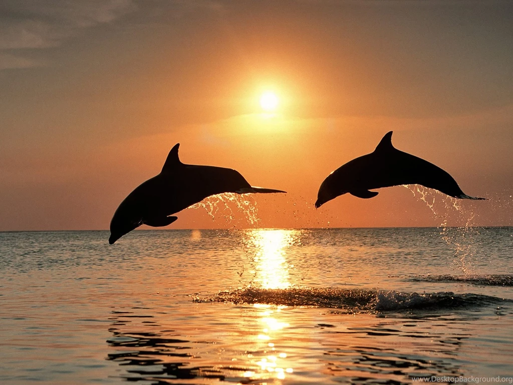 Images Of Dolphins