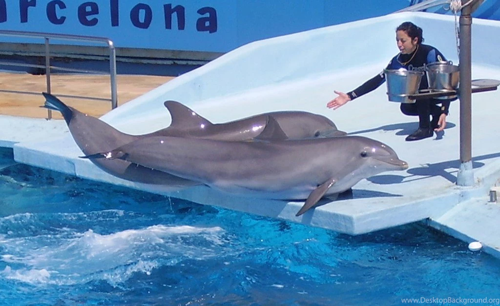 Bottlenose Dolphins Wallpaper Backgrounds