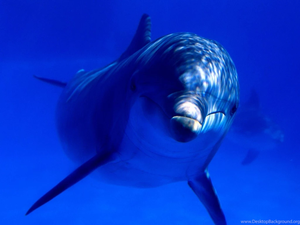 Funny Dolphin. Related Pictures Funny Dolphin Coloring Page ...