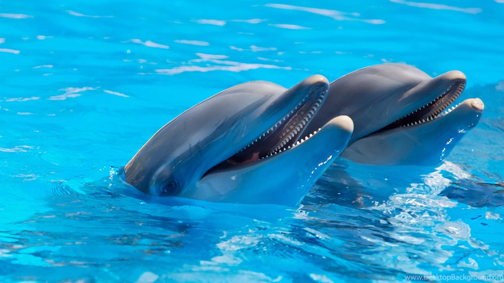 Bottlenose Dolphins Ultra HD Wallpapers For Desktop & Mobile