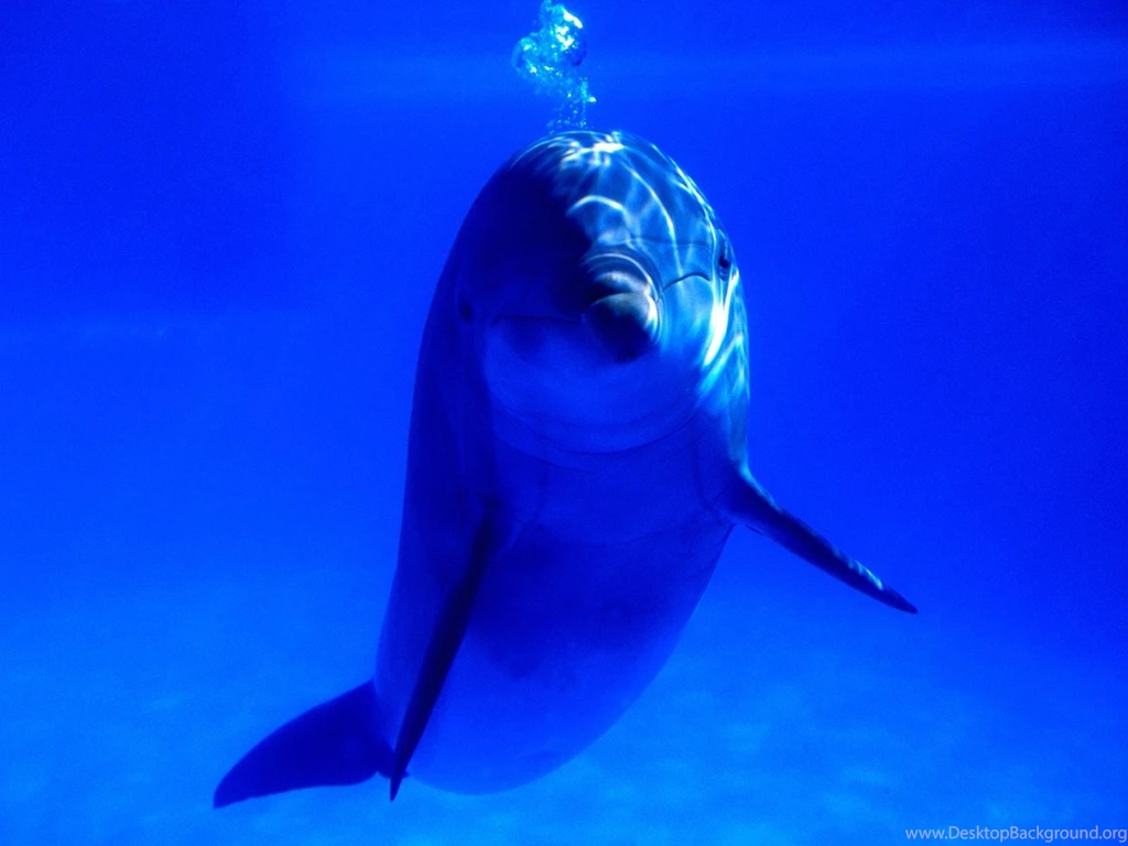 Bright Idea Bottlenose Dolphin Wallpapers