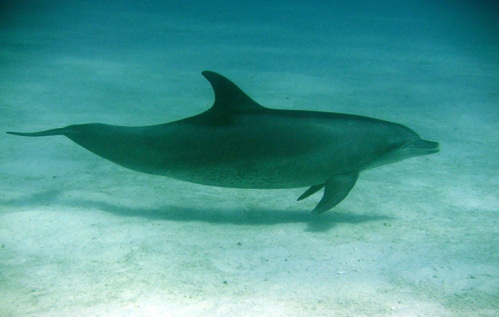 Bottlenose Dolphin Description. Bottlenose Dolphin. 1819x1158px ...