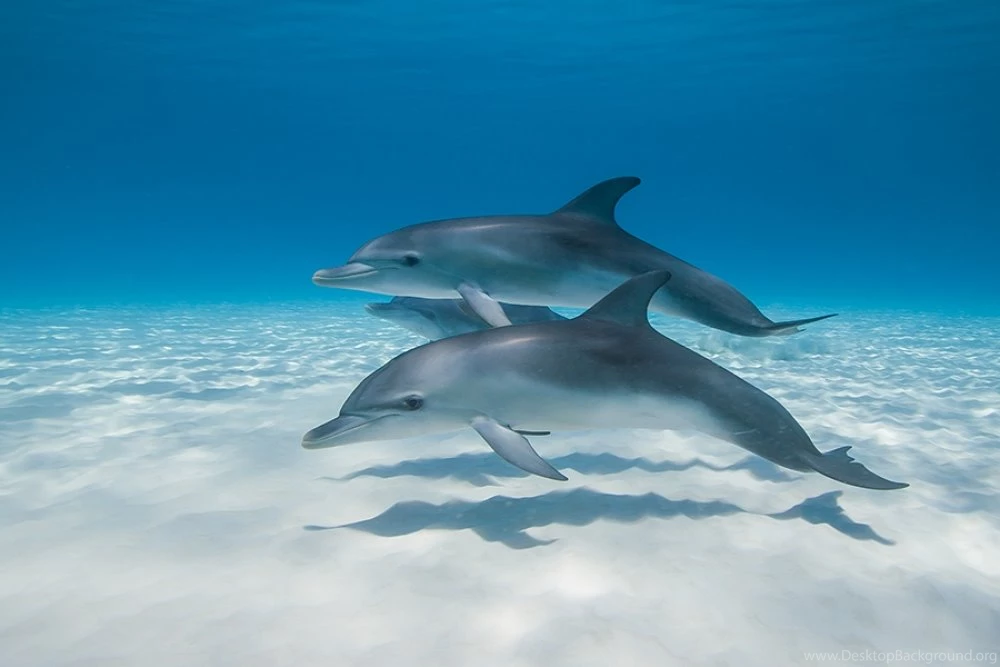 6 Cruelest Creatures In The Animal Kingdom