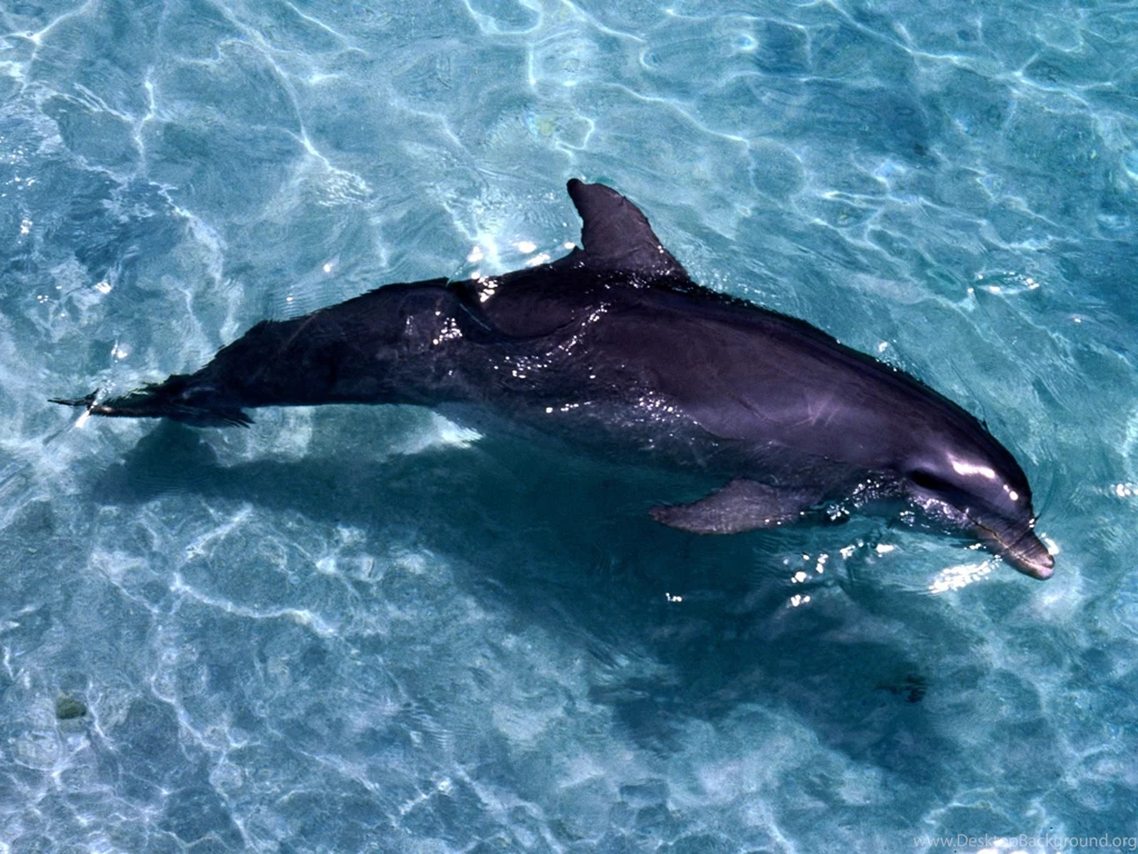 3D Dolphin Wallpapers