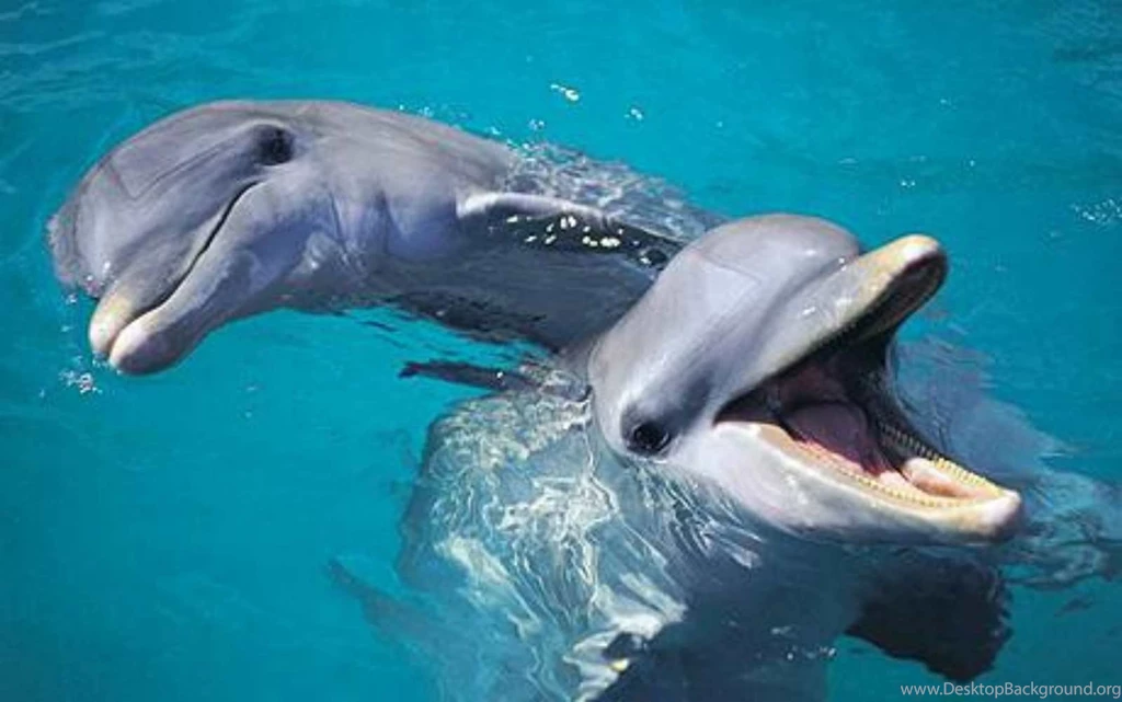Dolphins: Bottle Nose Dolphin Delphindae Dolphine Water Phone ...
