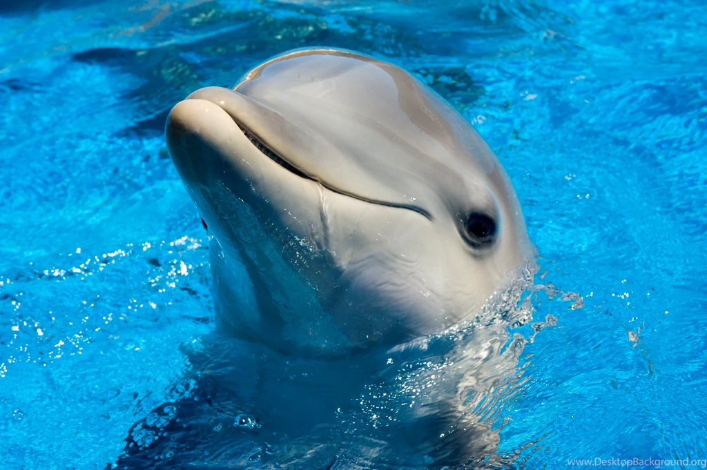 Cute Dolphin Wallpapers Pictures Photos Images. Dolphins Photo ...