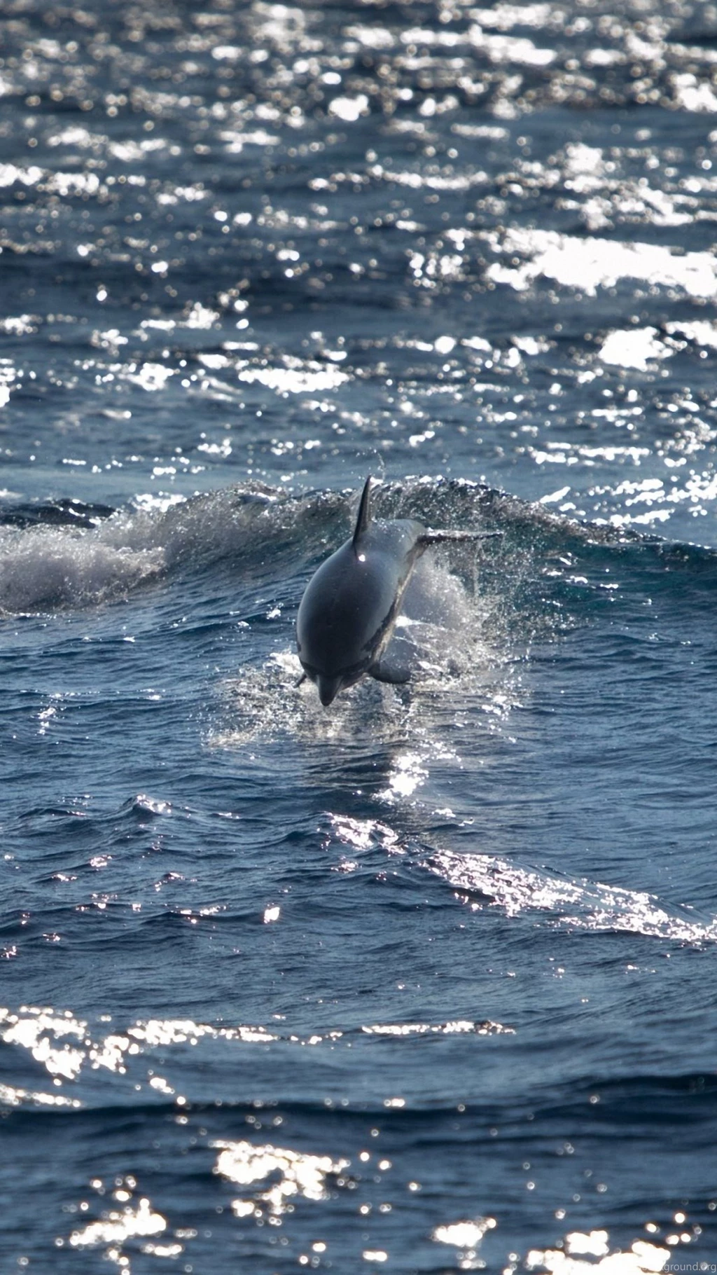 Bottlenose Dolphin Sea iPhone 6s Wallpapers HD