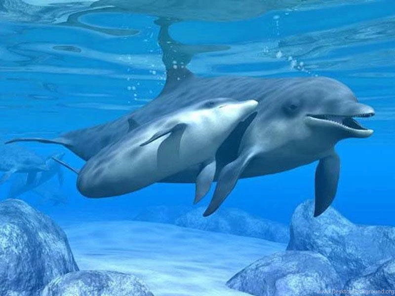 Dolphins Dolphins Swimming Underwater Parent Mother Son Bottlenose ...