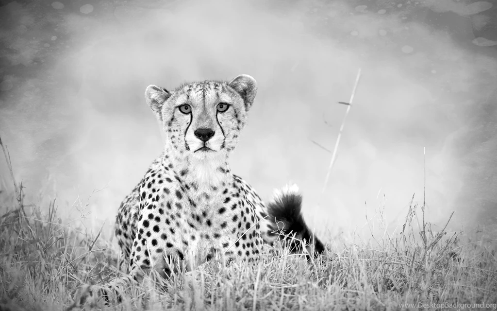 Cheetah Computer Wallpapers, Desktop Backgrounds