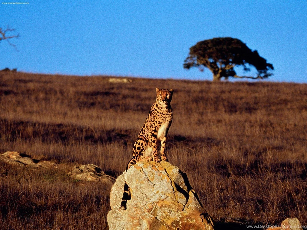 Cheetah Free Hd Desktop Wallpapers