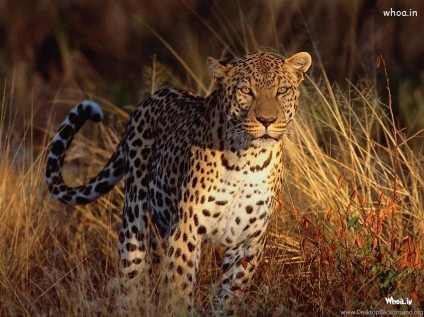 Cheetah Desktop Backgrounds Wallpapers HD