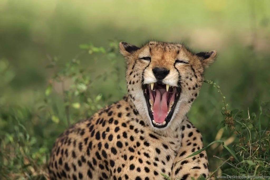 Cats: LOL Animal Funny Cheetah Tongue Animale Free Desktop ...