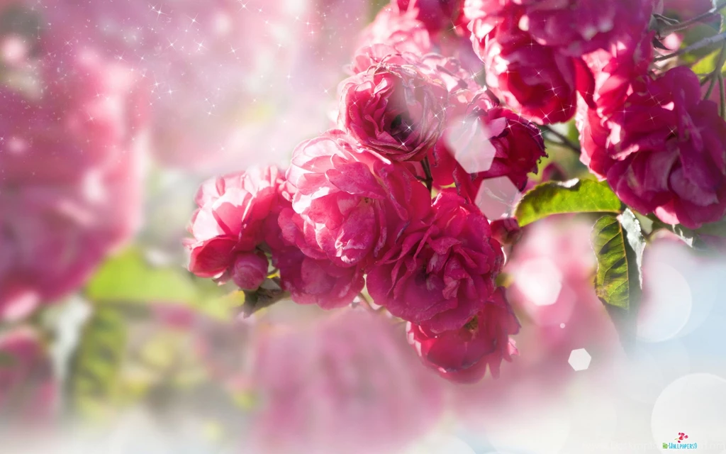 Flower Greeting Wallpapers 011