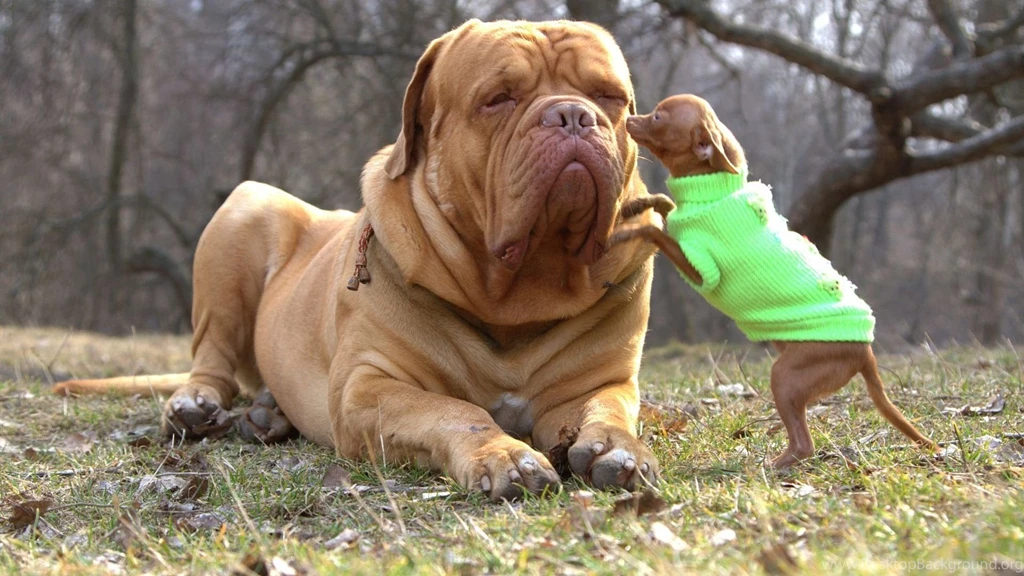 Big Dog Wallpapers Wallpapers Zone