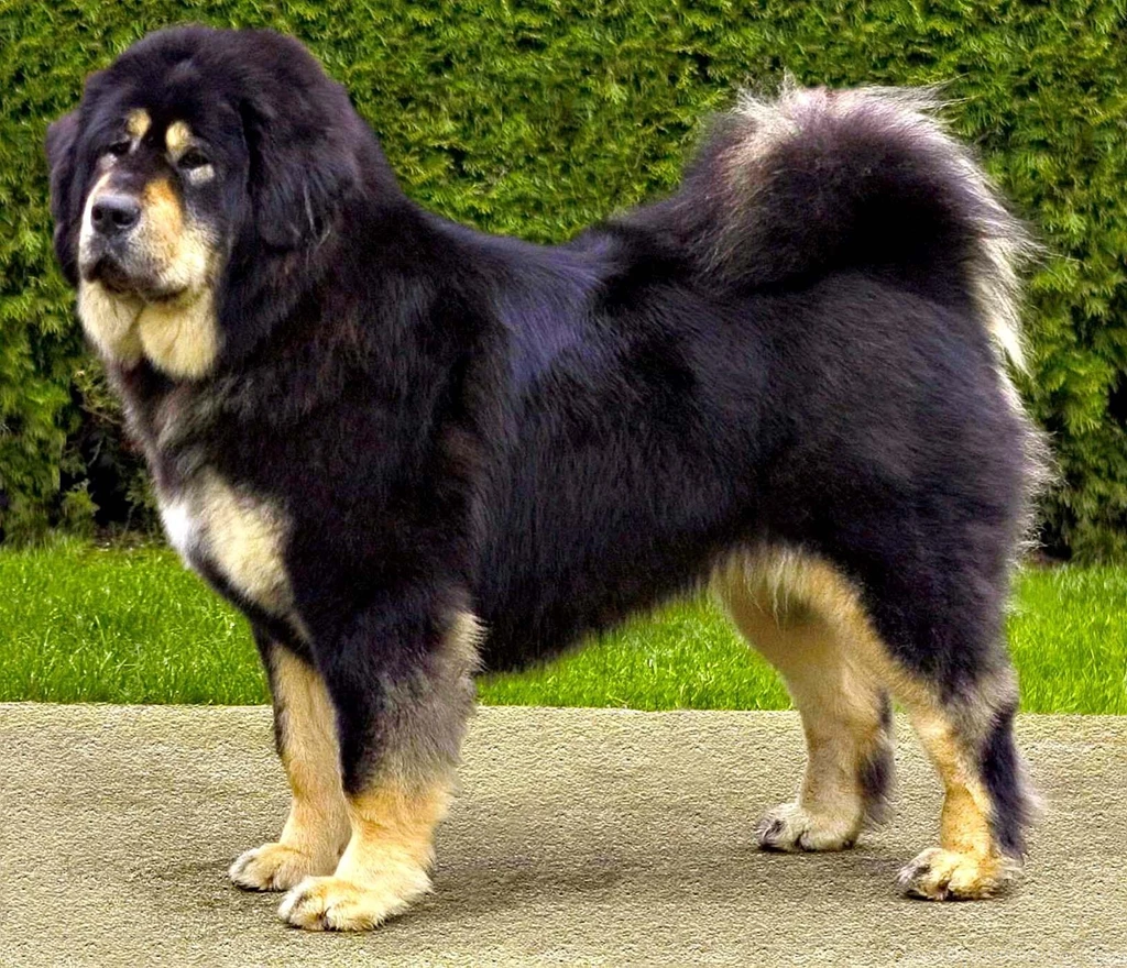 Big Dog Breeds With Pictures Wallpapers HD Base
