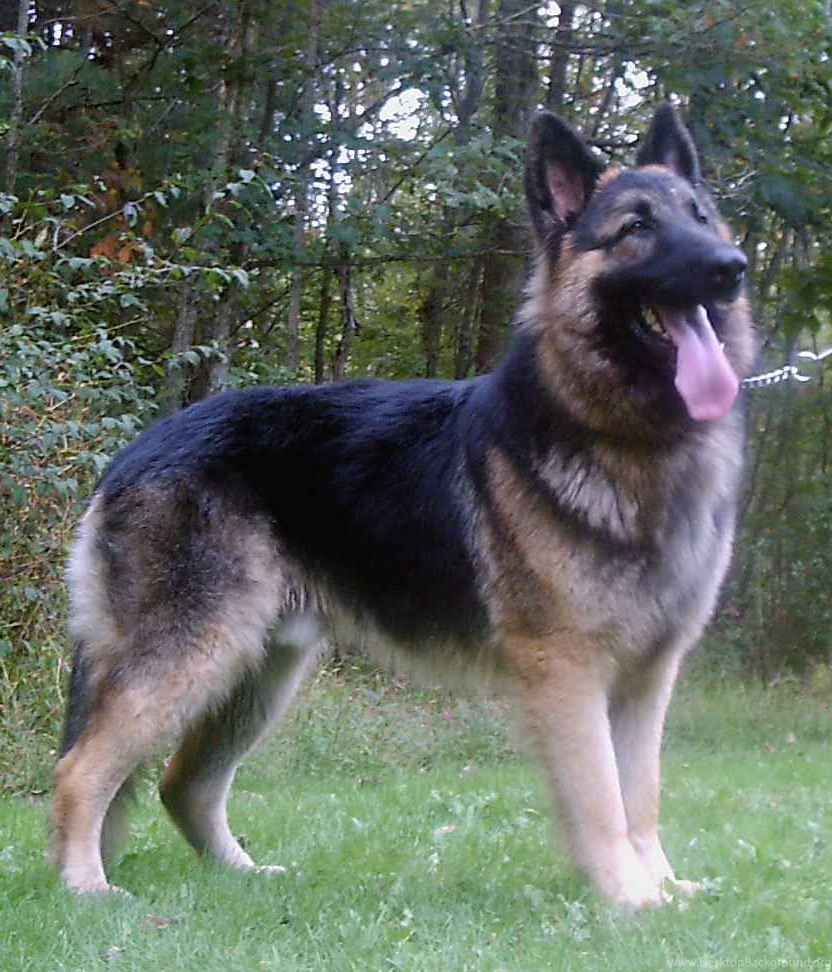 King Shepherd Dog Photo And Wallpaper. Beautiful King Shepherd Dog ...
