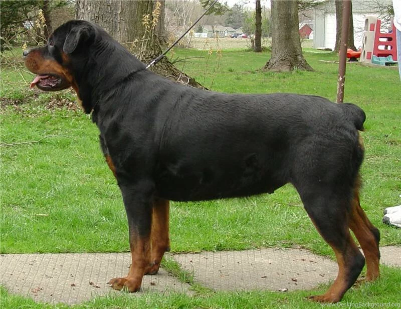 Rottweiler Dog Images Wallpapers HD Wide