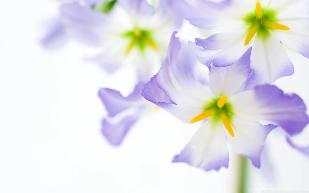 Flowers On White Backgrounds HD Desktop Wallpapers : High Definition ...