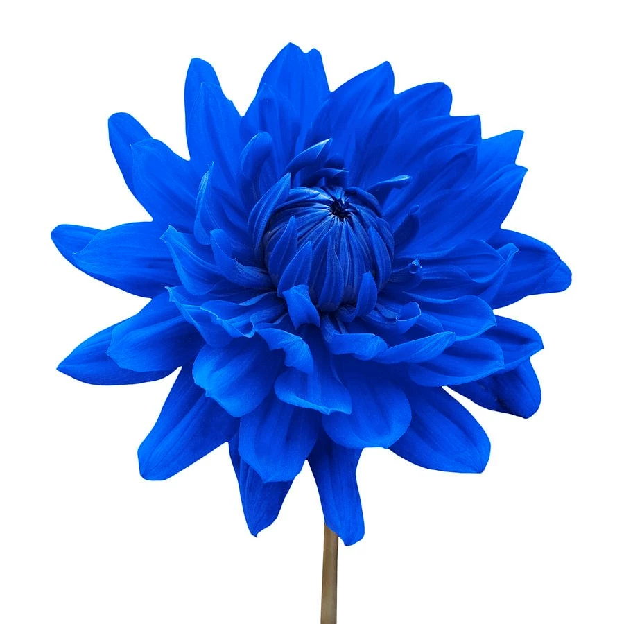 Blue dahlia flower white background photograph blue dahlia flower.jpg?m=1364746538
