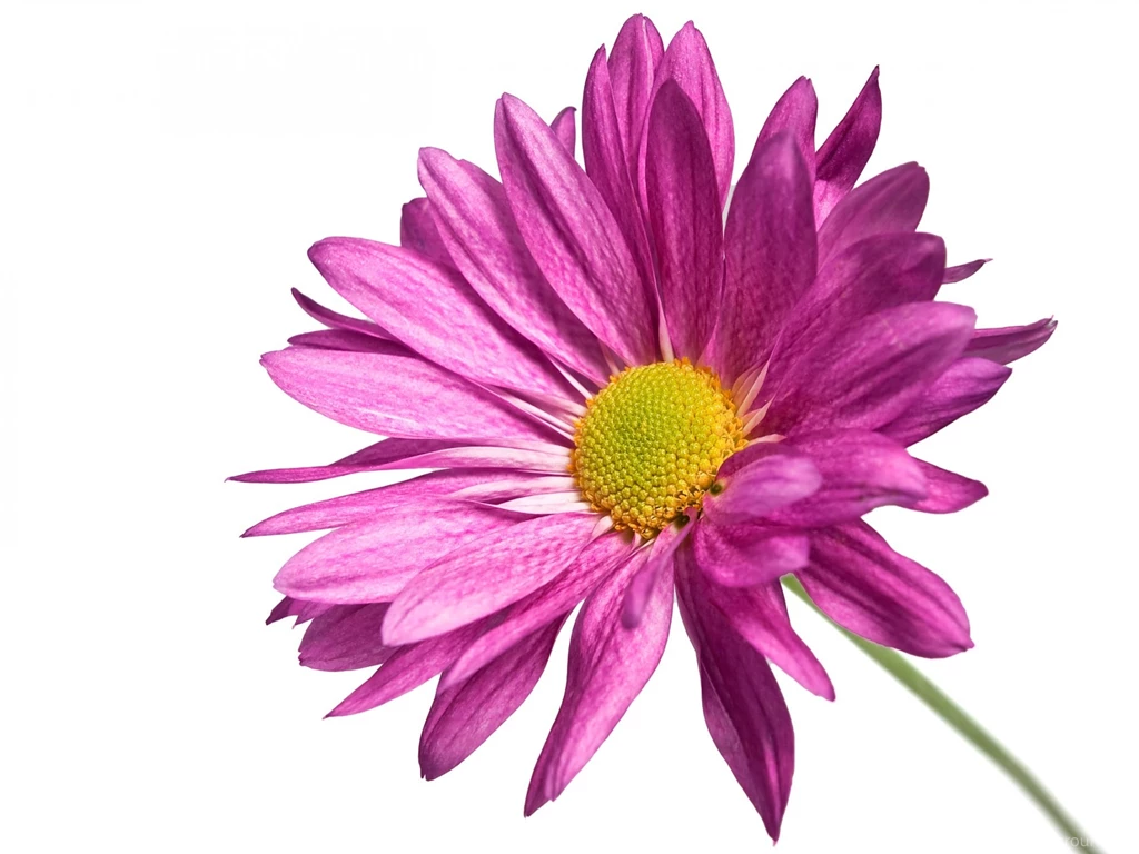 Nature Landscape With Flowers, A Pink Flower On Simple White ...