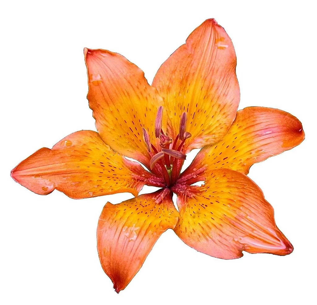 File:Lily Flower On White Background.jpg Wikimedia Commons