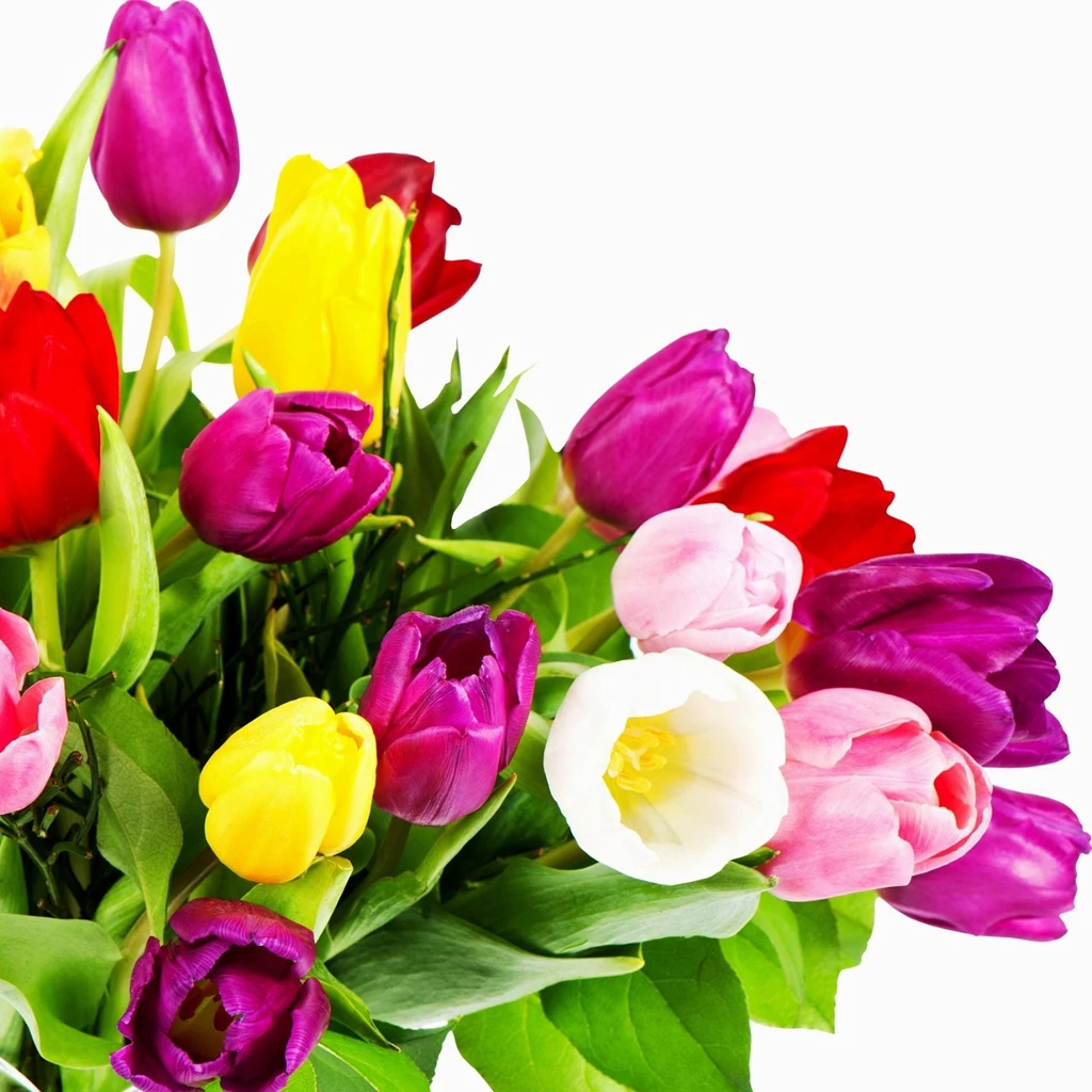Wallpaper: Colorful, Bright, Flowers, Tulips, White Backgrounds ...