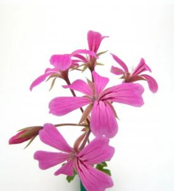 Dark Pink Flower On White Backgrounds Composition Photo