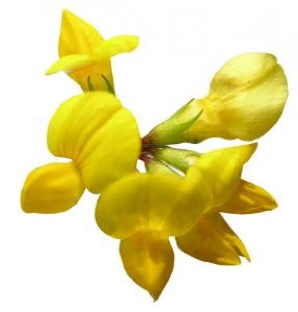 Yellow Exotic Flowers On White Backgrounds Photo