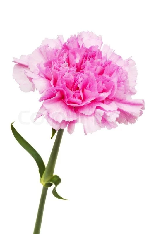 Beautiful Pink Flower On A White Backgrounds
