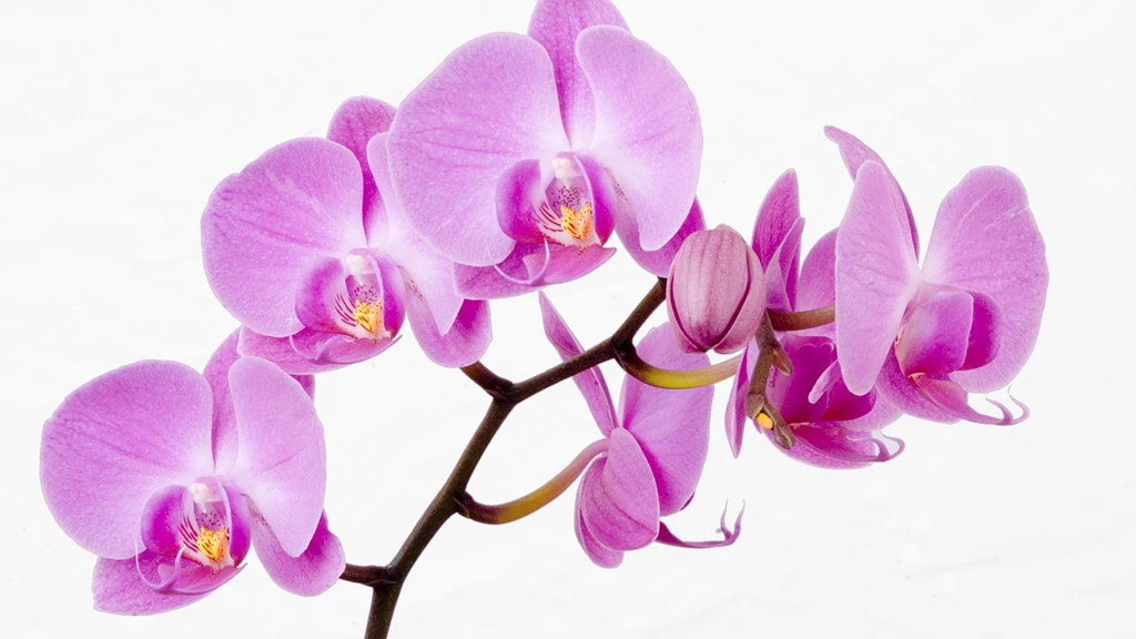SuperHD.pics: Flowers Orchids Pink Flowers White Backgrounds ...