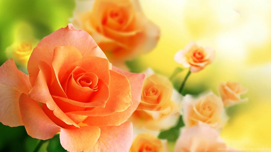 Rose Flowers Wallpapers HD Wallpapers Desktop Wallpapers ...