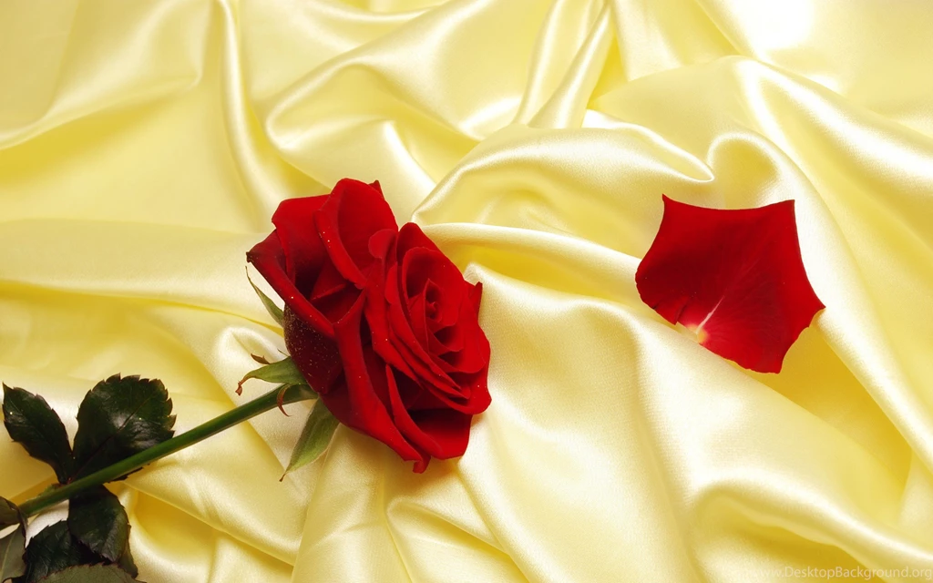 Images Of Rose Flowers