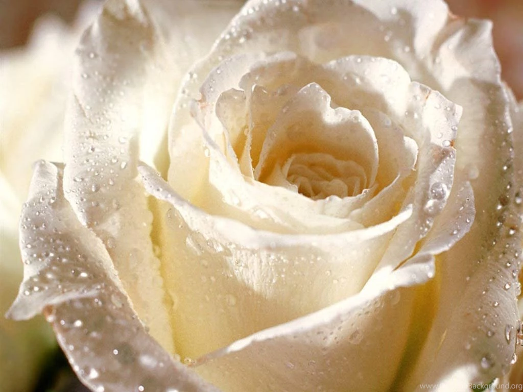 Rose Flower Wallpaper Backgrounds