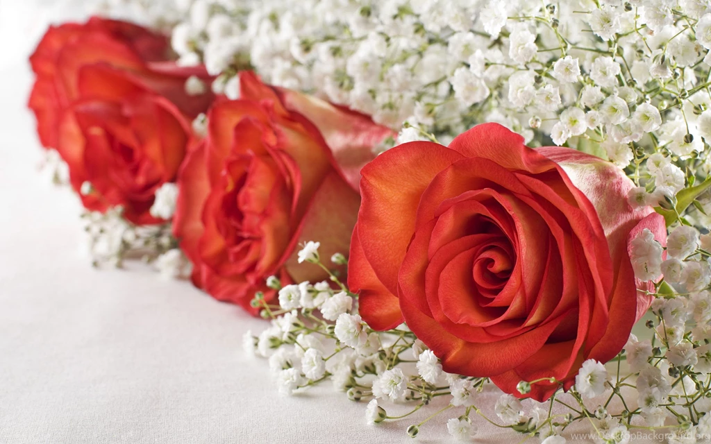 Rose flower wallpaper free_2560x1600_83158, Flowers