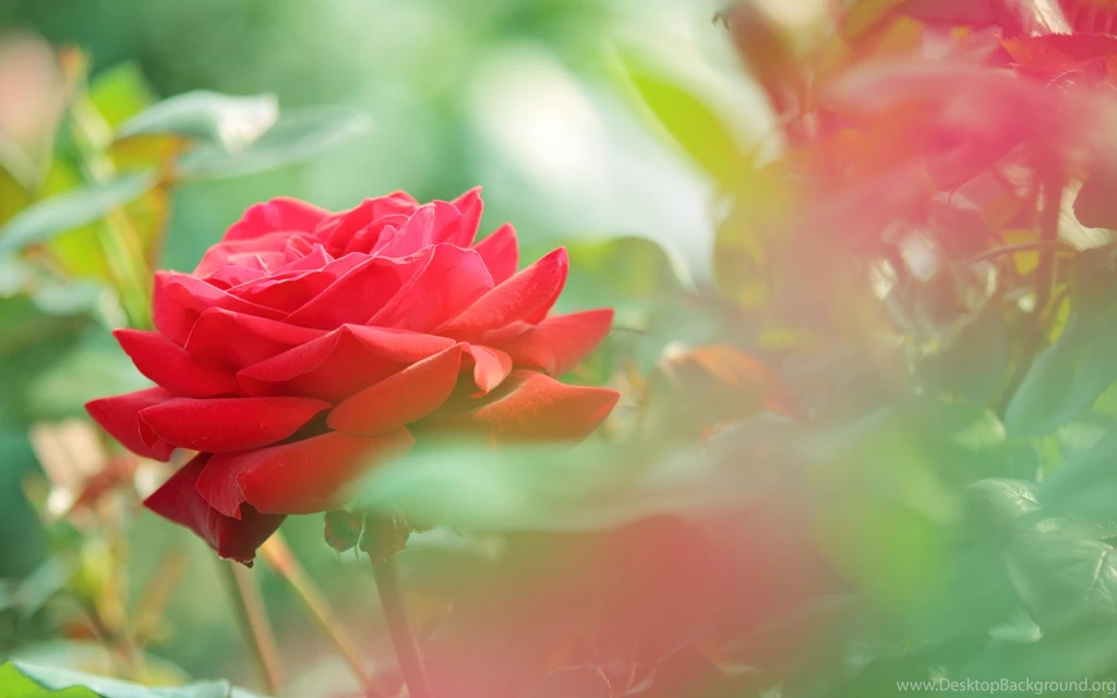 Beautiful Rose Flower Wallpapers HD Resolution Uncalke.com