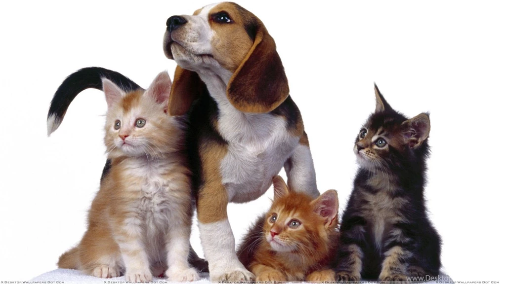 3 Cats With Dog On White Backgrounds Wallpapers