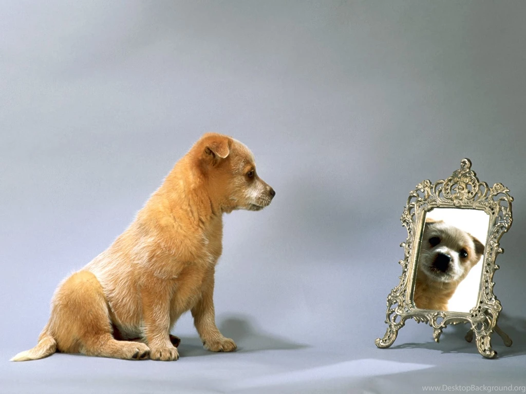 A Dog In Front Of Mirror Dog Wallpaper Backgrounds