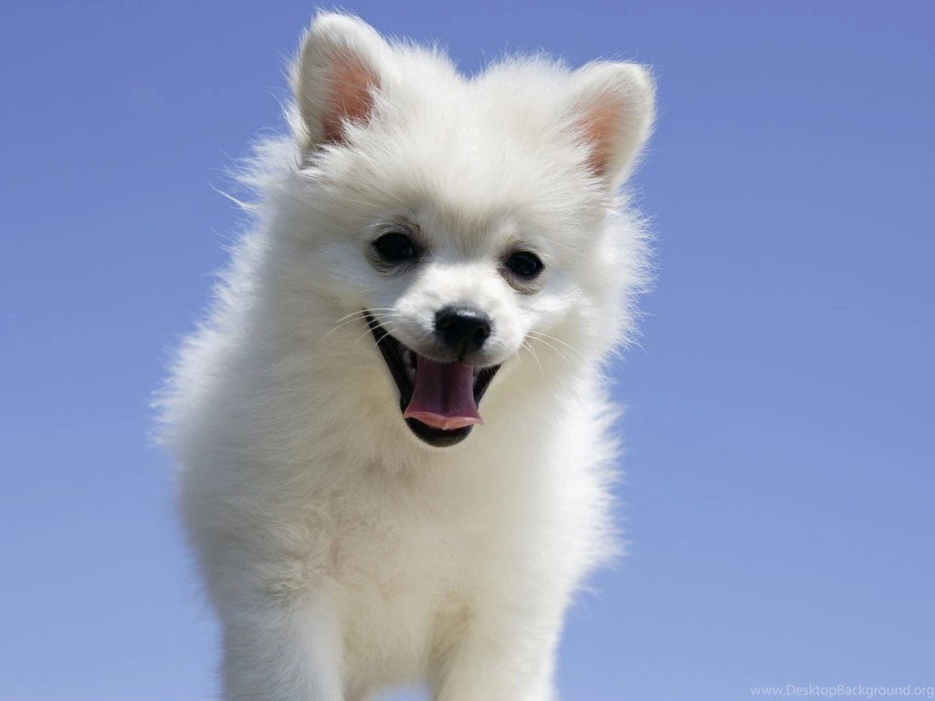 Amazing White Puppy Photo Dog Wallpaper Backgrounds